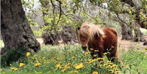 Planting A Horse Friendly Garden .